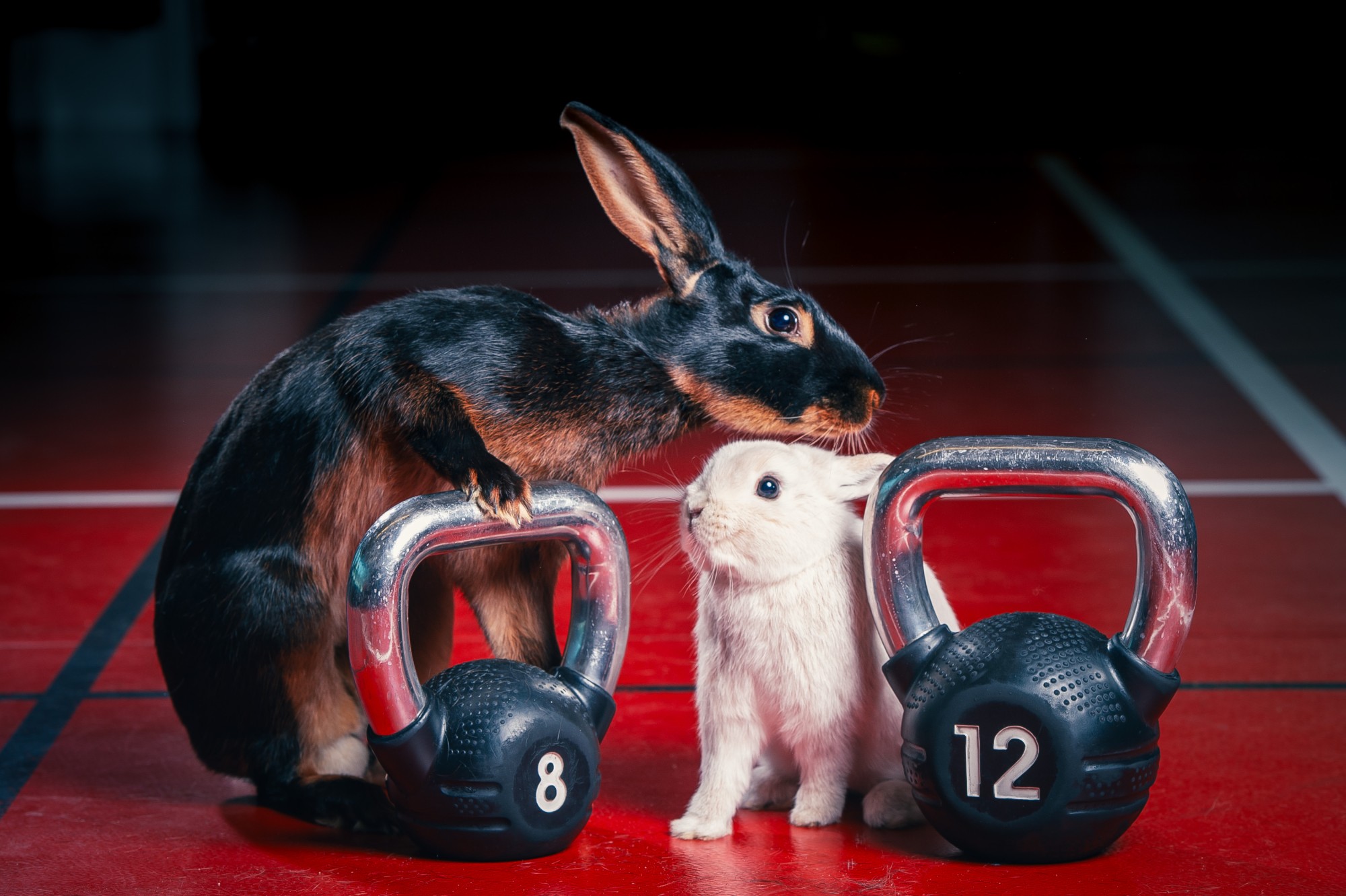 Gym Bunnies project visual